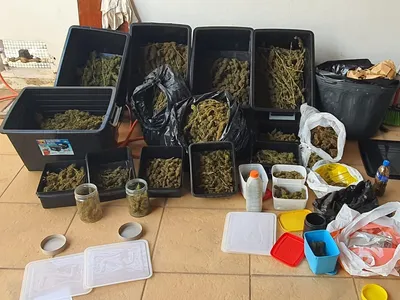 Polícia Civil encontrada plantação de maconha em Marília