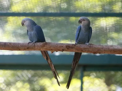 Zoológico de São Paulo abre novo espaço dedicado às ararinhas-azuis