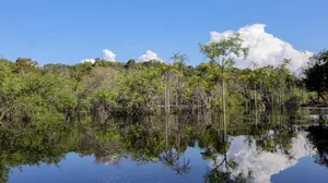 Noruega anuncia doação de US$ 60 milhões ao Fundo Amazônia no Rio