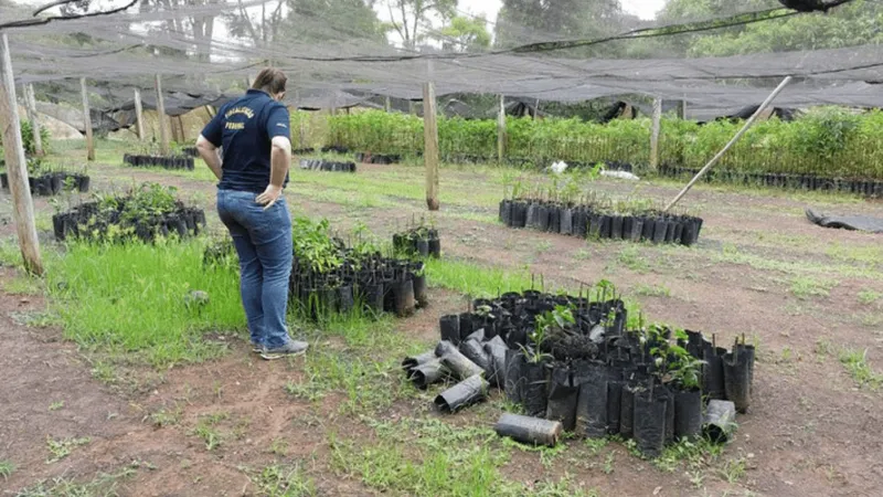 Ação do Ministério da Agricultura e Pecuária apreende mudas e sucos irregulares no Vale