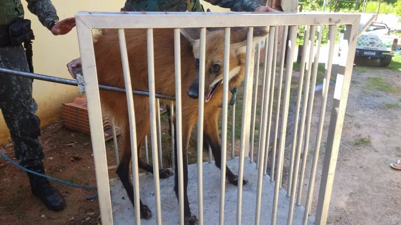 Polícia Militar Ambiental resgata Lobo-Guará em situação de vulnerabilidade em Guaratinguetá