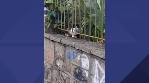 Polícia investiga denúncia de envenenamento de gatos na Ilha do Governador