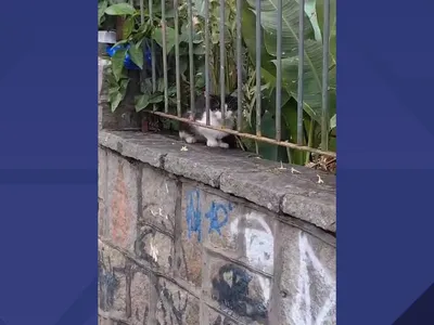 Polícia investiga denúncia de envenenamento de gatos na Ilha do Governador