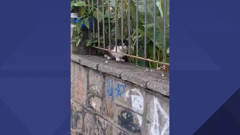 Polícia investiga denúncia de envenenamento de gatos na Ilha do Governador