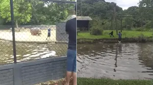 Vídeo: homem invade viveiros de macacos e hipopótamos em zoológico de Curitiba