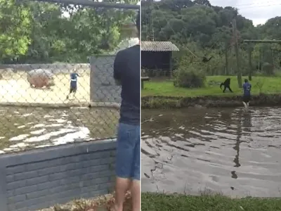 Vídeo: homem invade viveiros de macacos e hipopótamos em zoológico de Curitiba