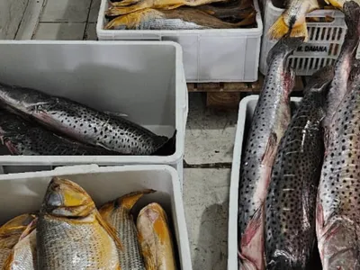 Polícia apreende mais de 300 Kg de pescado na região de Barretos