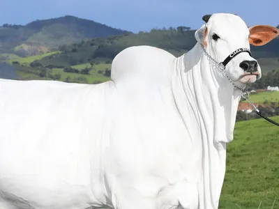 Vaca brasileira é considerada a mais cara do mundo