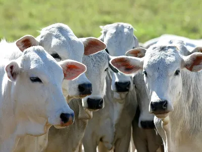 Agro brasileiro reage e vence protecionismo francês