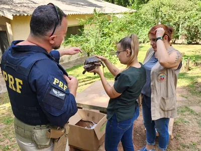 PRF resgata Jabuti-piranga em rodovia de Marília