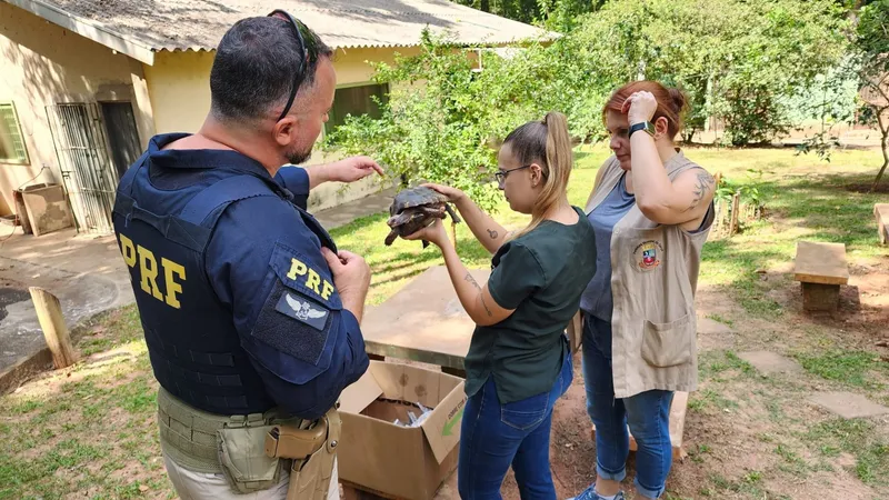 PRF resgata Jabuti-piranga em rodovia de Marília