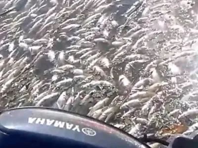 Centenas de peixes são encontrados mortos nas águas do Rio Paraíba, veja vídeo