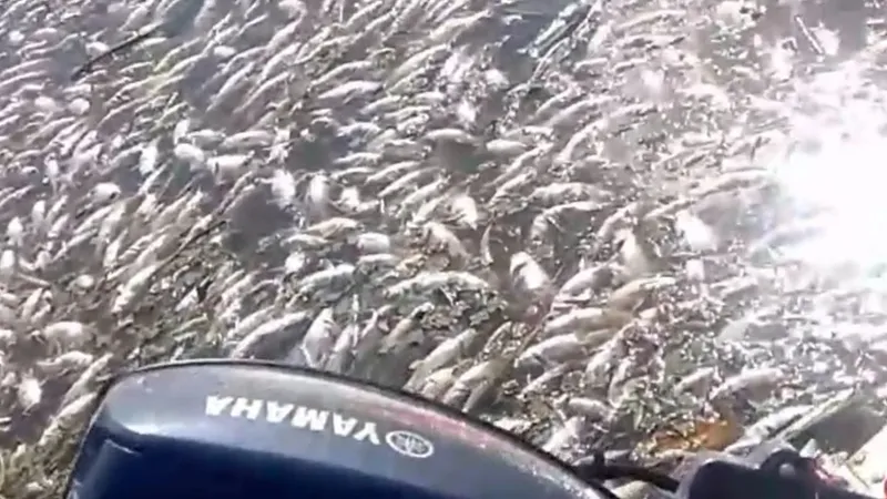 Instituições acionam ANA após morte de peixes no Rio Paraíba do Sul em Caçapava