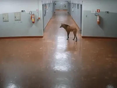 Lobo-Guará invade universidade e tenta conversar com aluno