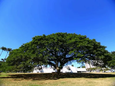 A cidade de SJCampos sedia o 4º Fórum Latino-Americano e Caribenho de Florestas Urbanas