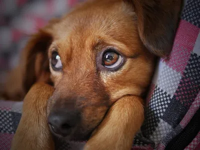 Moradores do Sul Fluminense se preocupam com a quantidade de animais nas ruas