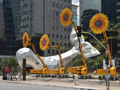 Girassóis gigantes e sustentáveis invadem São Paulo