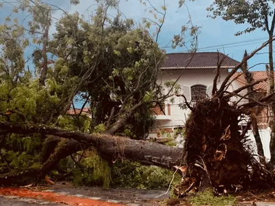 Temporal em São José dos Campos deixa mais de 35 mil imóveis sem energia e derruba árvores