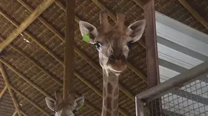 Ibama determina que girafas importadas pelo BioParque sejam devolvidas para África do Sul