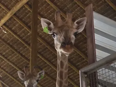 Ibama determina que girafas importadas pelo BioParque sejam devolvidas para África do Sul