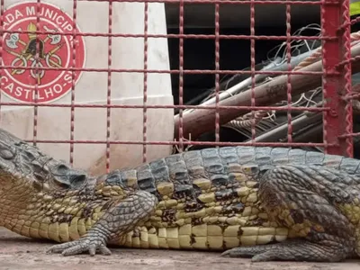 Jacaré é capturado na varanda de uma casa em Castilho