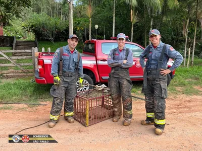 Jacaré "invade" lago de casa e é resgatado pelos Bombeiros em Monteiro Lobato