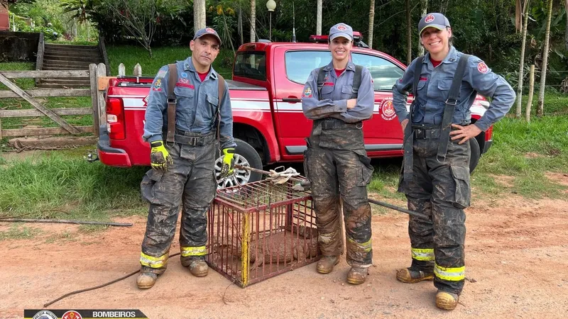 Jacaré "invade" lago de casa e é resgatado pelos Bombeiros em Monteiro Lobato