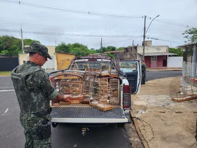 Polícia Ambiental apreende 54 pássaros mantidos em cativeiro em Garça