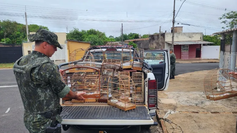 Polícia Ambiental apreende 54 pássaros mantidos em cativeiro em Garça