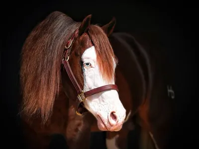 Leilão terá sêmen de cavalo que custa R$ 65 milhões e três garanhões de Safadão