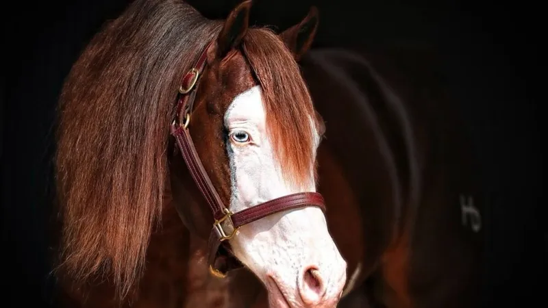 Leilão terá sêmen de cavalo que custa R$ 65 milhões e três garanhões de Safadão