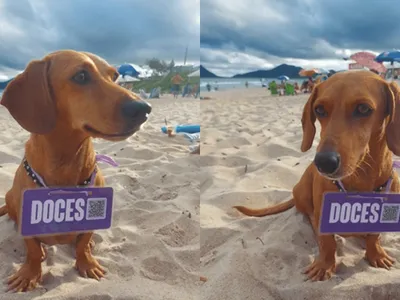 Cachorra vende doces na praia em Florianópolis e faz sucesso