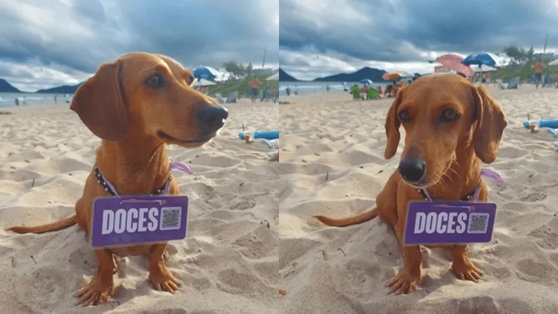 Cachorra vende doces na praia em Florianópolis e faz sucesso