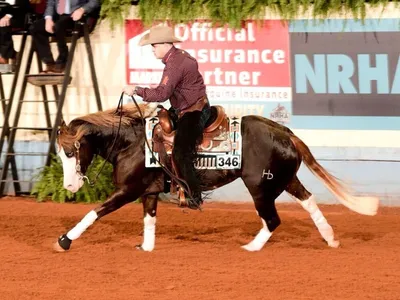 Cavalo brasileiro de R$ 160 milhões é o mais caro da raça Quarto de Milha no mundo