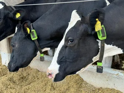 Conheça Valda, a primeira vaca leiteira tokenizada do Brasil