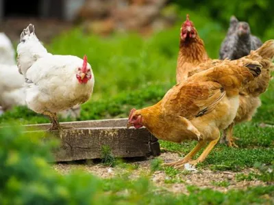 Projeto estimula a criação de galinhas caipiras e aves regionais; assista à reportagem