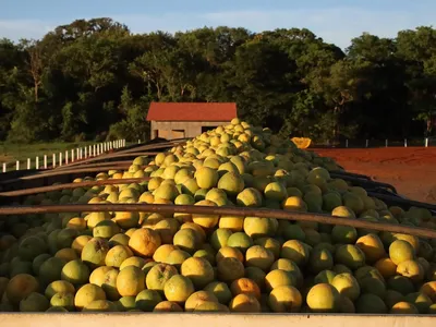 Mato Grosso do Sul anuncia benefícios fiscais para produção de laranja