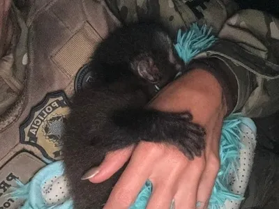 PRF resgatou um filhote de macaco-prego na Rodovia Presidente Dutra