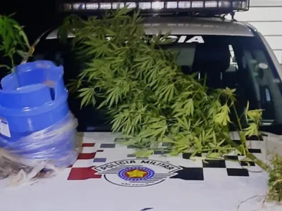 Polícia Militar prende homem com dois pés de maconha em Cunha