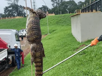 Jacaré é retirado de comporta do tanque de tratamento de esgoto em Araçatuba