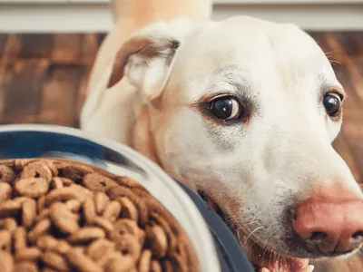 5 benefícios de oferecer ração Grain Free para o seu cachorro