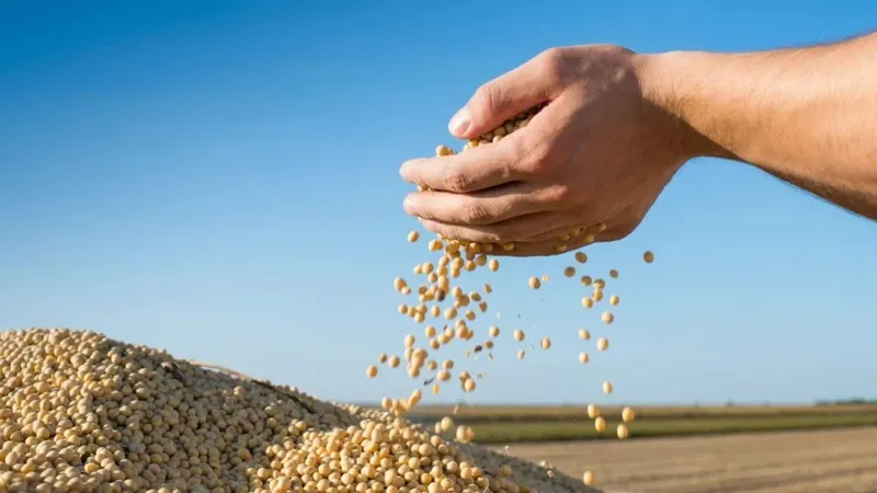 Produtores de soja de Mato Grosso querem fim da Moratória da Soja