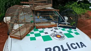 Polícia apreende pássaros mantidos em cativeiro em Regente Feijó