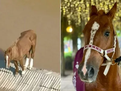 Cavalo Caramelo é adotado e ganha lar definitivo em universidade em Canoas (RS)