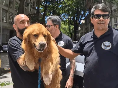 Cachorro é encontrado doze dias após ser levado por motorista de aplicativo