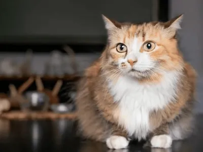 Seu gato está estressado? Saiba como identificar e resolver