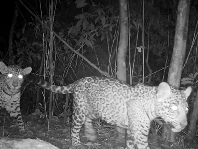 Câmera flagra onça-pintada e filhotes no Paraná