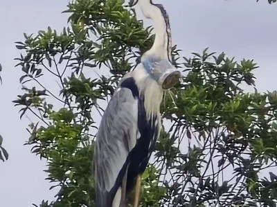 Garça flagrada com um copo plástico no pescoço é devolvida para natureza