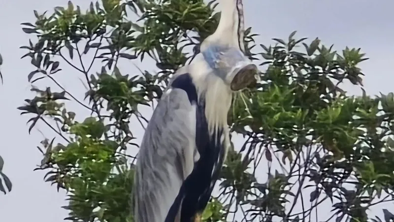 Garça flagrada com um copo plástico no pescoço é devolvida para natureza