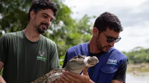 Jacaré-de-papo-amarelo é reinserido à natureza nesta quarta-feira (18)